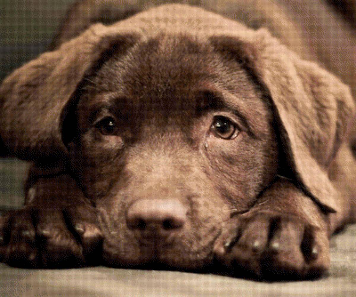 Лабрадор - предпросмотр