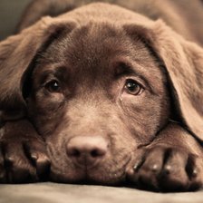 Схема вышивки «Лабрадор»