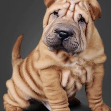 Схема вышивки «Шарпей»