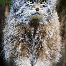 Манул летом