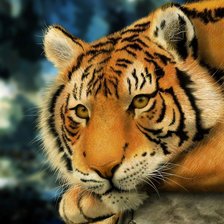 Схема вышивки «Тигр ррр»