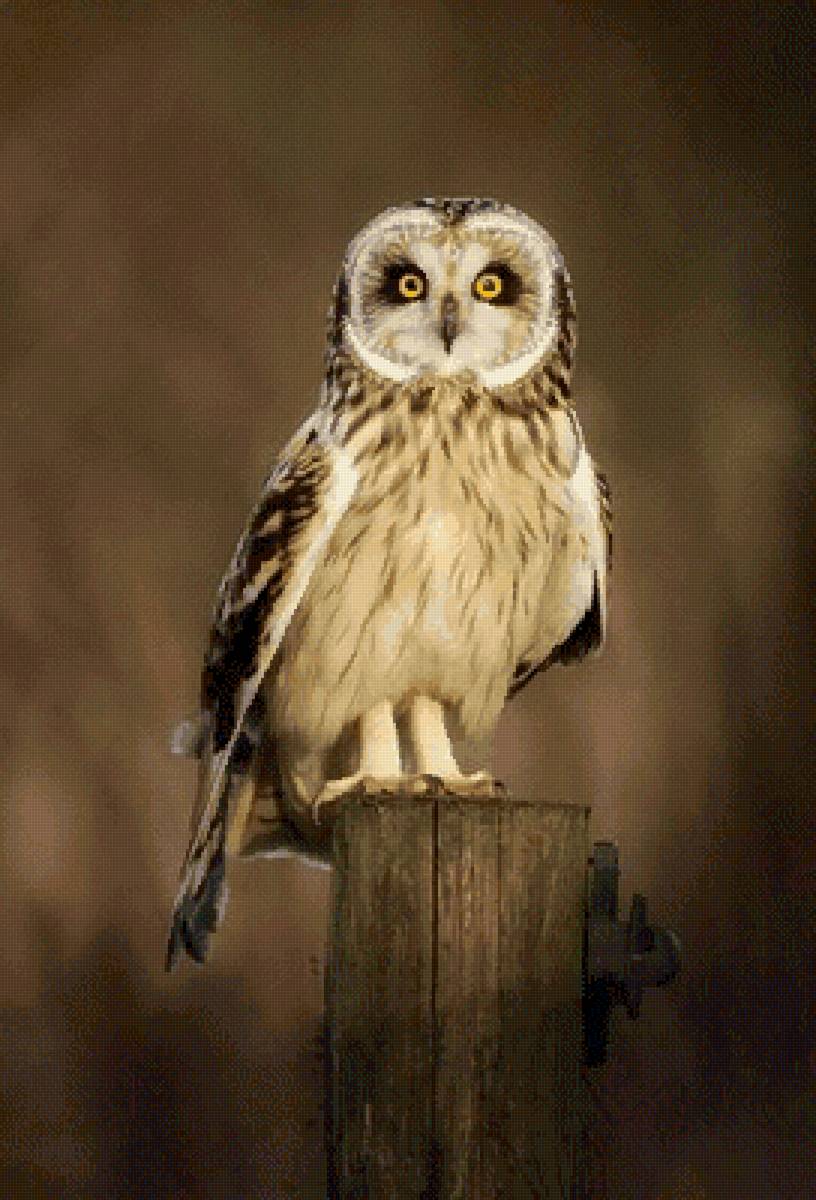 Болотная сова - природа, сепия, сова, птицы, болотная сова - предпросмотр