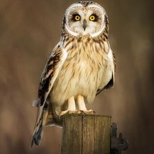 Схема вышивки «Болотная сова»