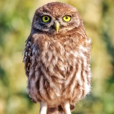 Схема вышивки «Домовый сыч»