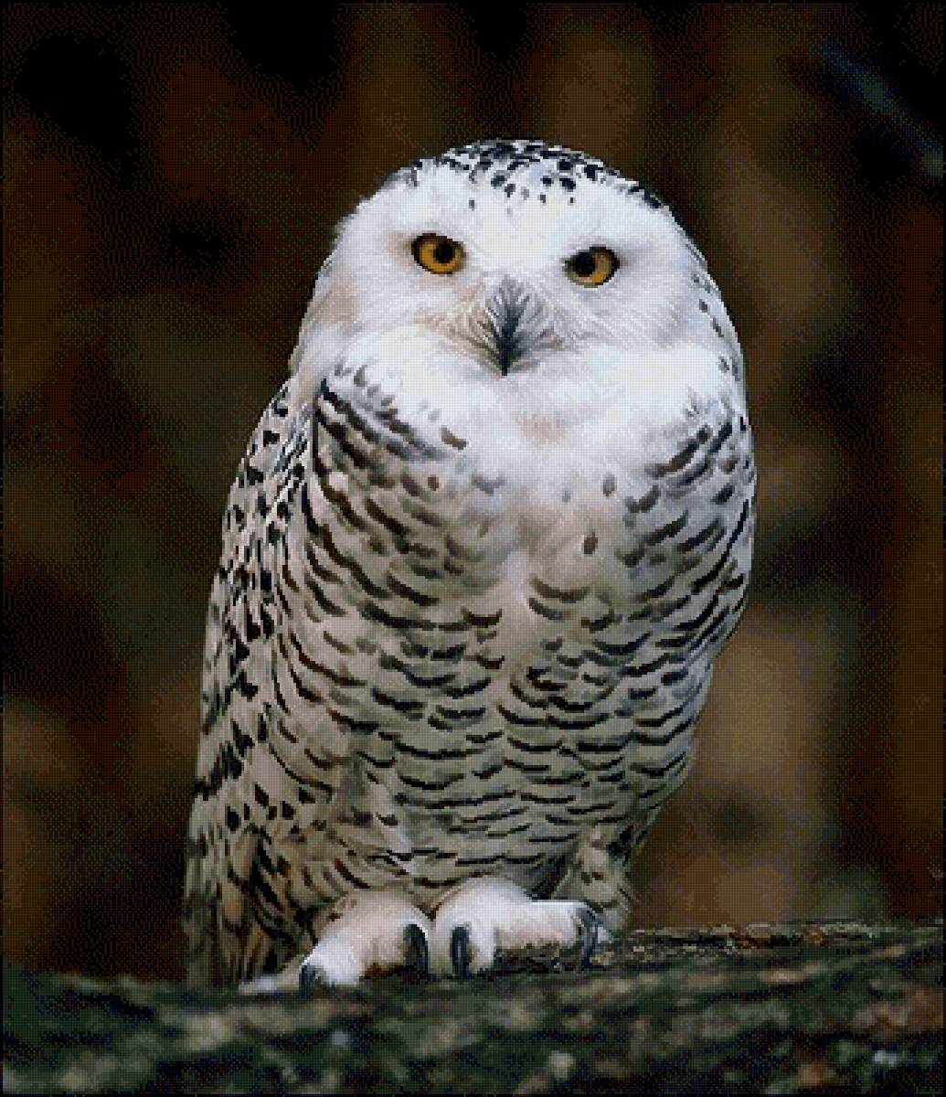 Полярная сова - черное и белое, сова, полярная сова, природа, контраст - предпросмотр