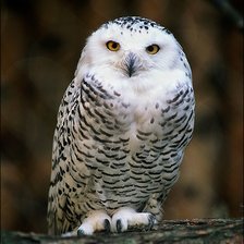 Схема вышивки «Полярная сова»