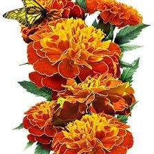 Схема вышивки «бархатцы»