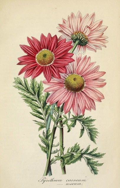 герберы - цветы - оригинал