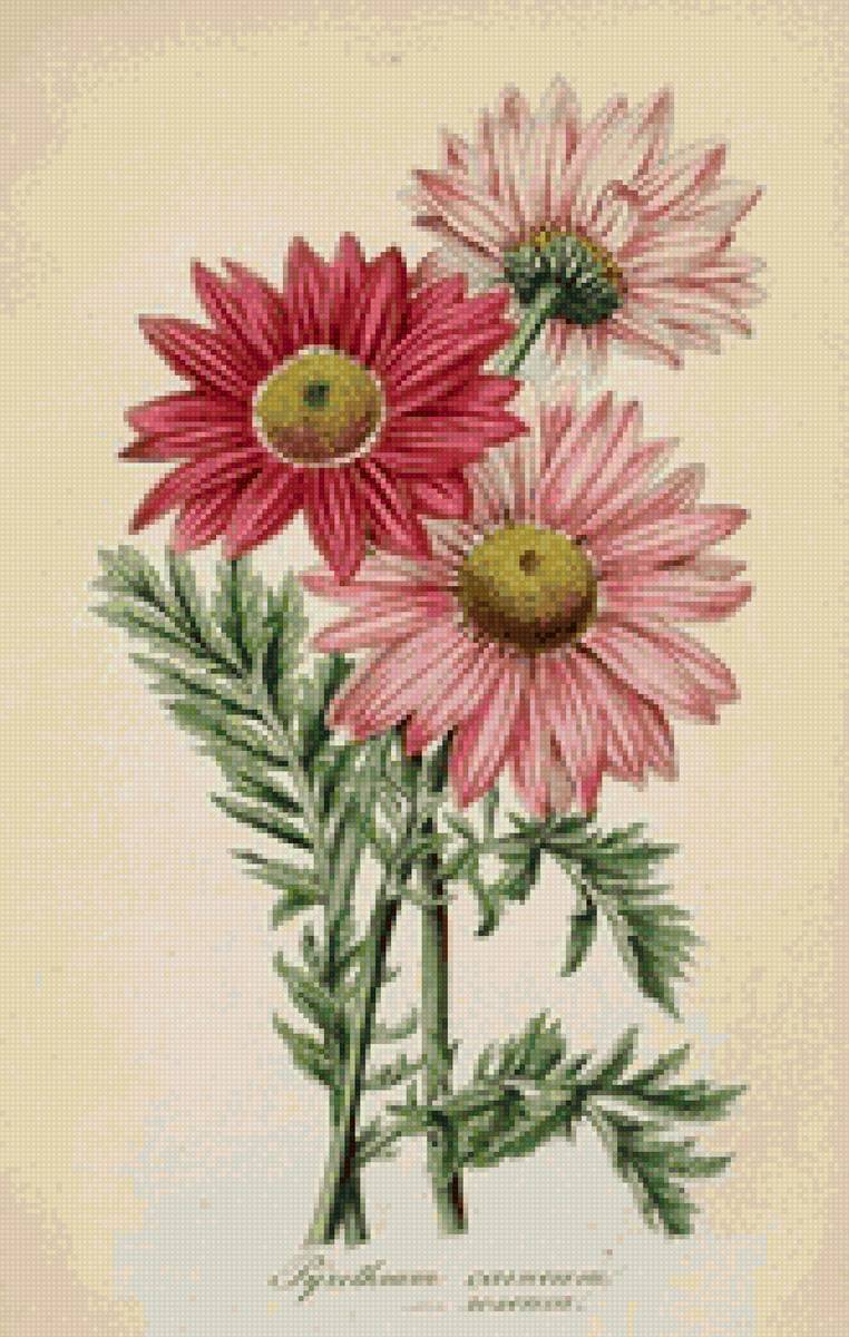 герберы - цветы - предпросмотр