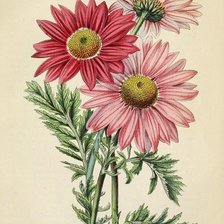 Схема вышивки «герберы»