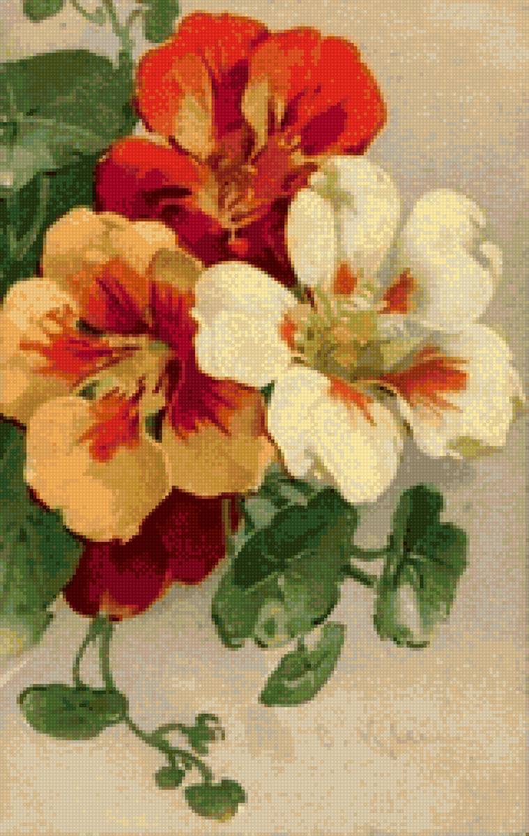 настурция 1 - цветы - предпросмотр