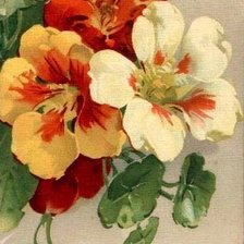 Схема вышивки «настурция 1»