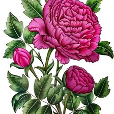 Схема вышивки «пион»