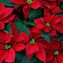 Схема вышивки «№2607809»