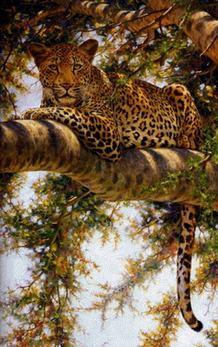 Лео на дереве - природа, леопард, животный мир - предпросмотр