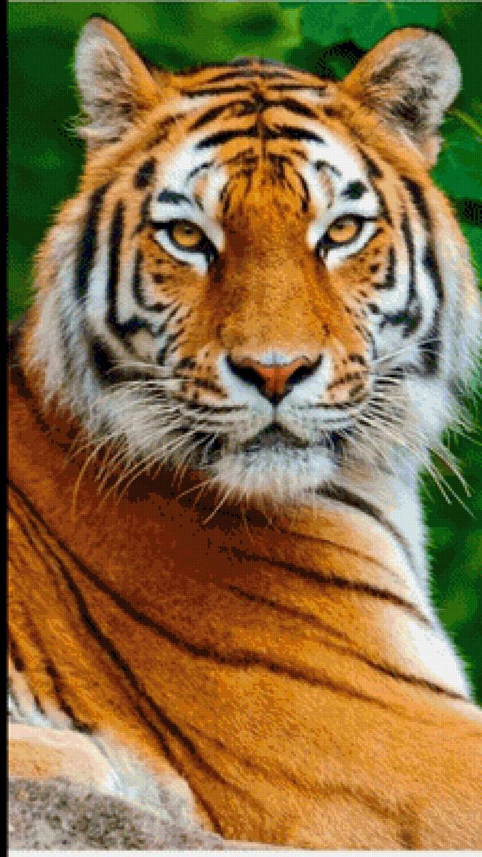 Тигриное достоинство - кошка - предпросмотр