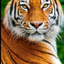 Схема вышивки «Тигриное достоинство»