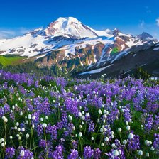 Схема вышивки «Эльбрус в цветах»