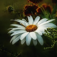 Схема вышивки «ромашка»