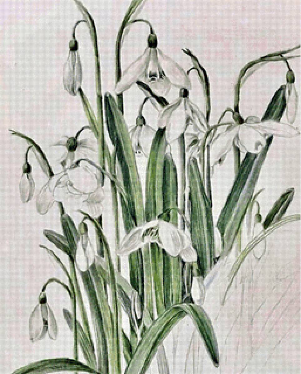 Подснежники - подснежники, цветы, весна - предпросмотр