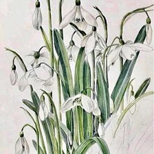 Схема вышивки «Подснежники»