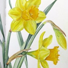 Схема вышивки «Нарциссы»