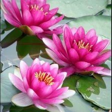 Схема вышивки «Лотосы»