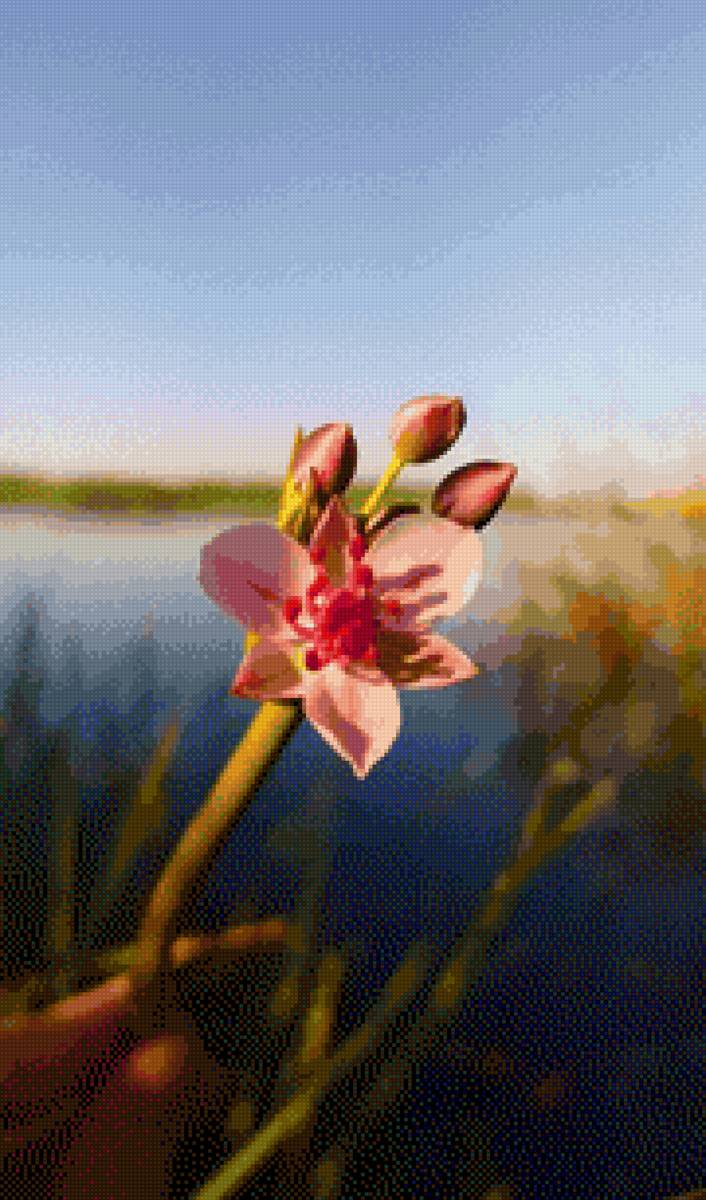 Воспоминания о лете - цветок. лето. озеро. - предпросмотр