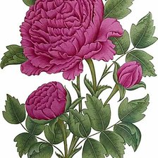 Схема вышивки «Пион»