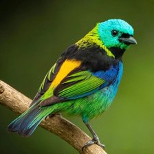 Схема вышивки «Птица»