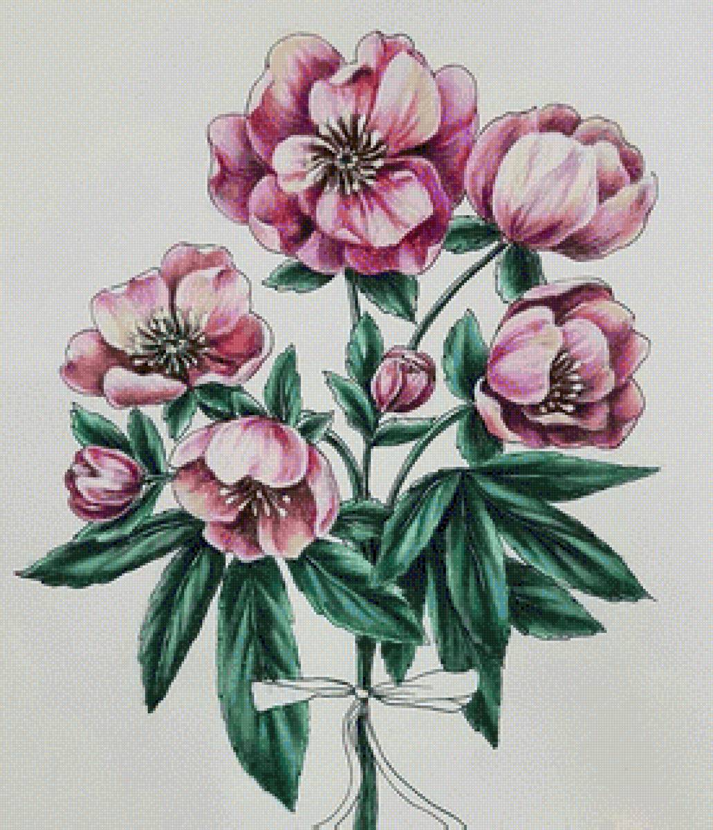 Пионы - пионы, цветы - предпросмотр