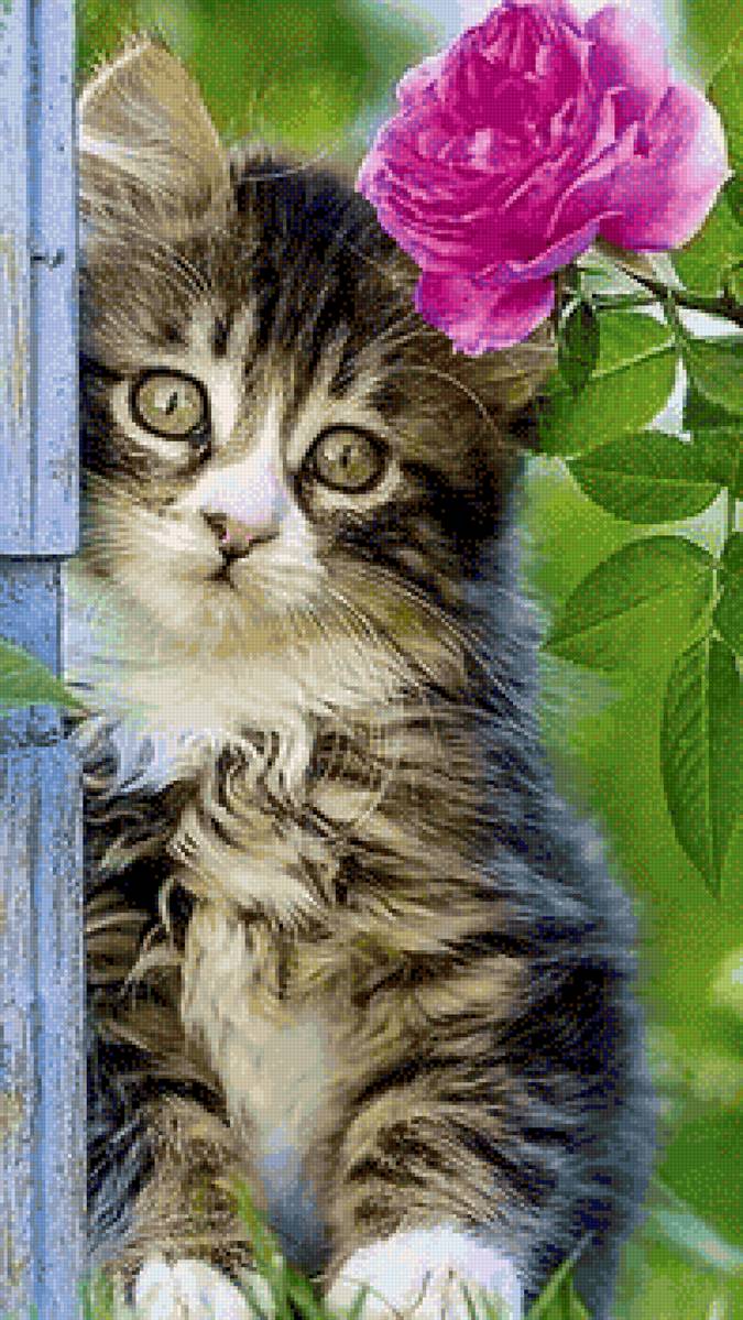 Пушистое очарование - котенок, домашние животные, цветы - предпросмотр