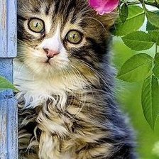 Схема вышивки «Пушистое очарование»