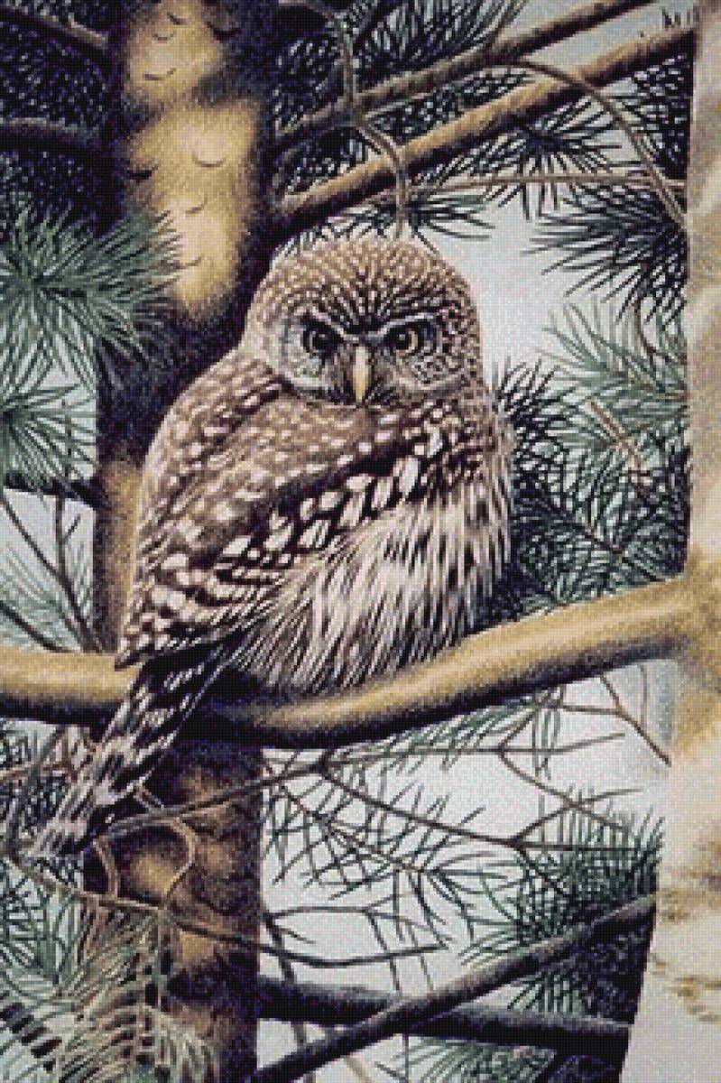Совушка - птица, лес, сова - предпросмотр
