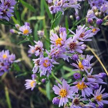 Схема вышивки «сиреневые цветы»