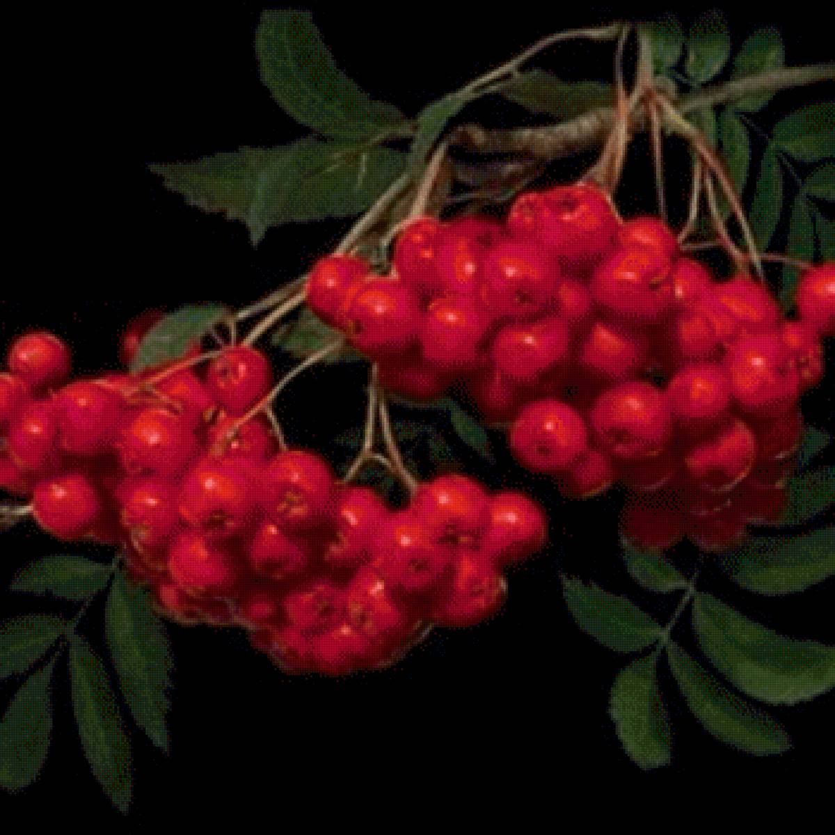 Ветка рябины - рябина - предпросмотр