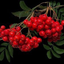 Схема вышивки «Ветка рябины»