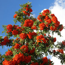 Схема вышивки «Рябина.»