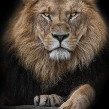 Схема вышивки «Лев»