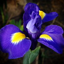 Схема вышивки «Ирис»