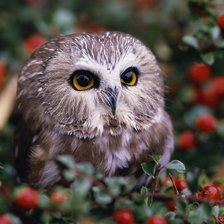 Схема вышивки «Совенок»