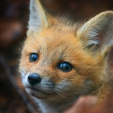 Схема вышивки «Лисенок»