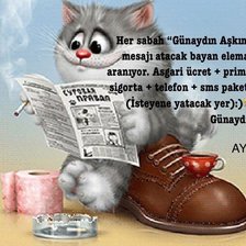 Схема вышивки «Наглость»