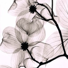 Схема вышивки «123/1»