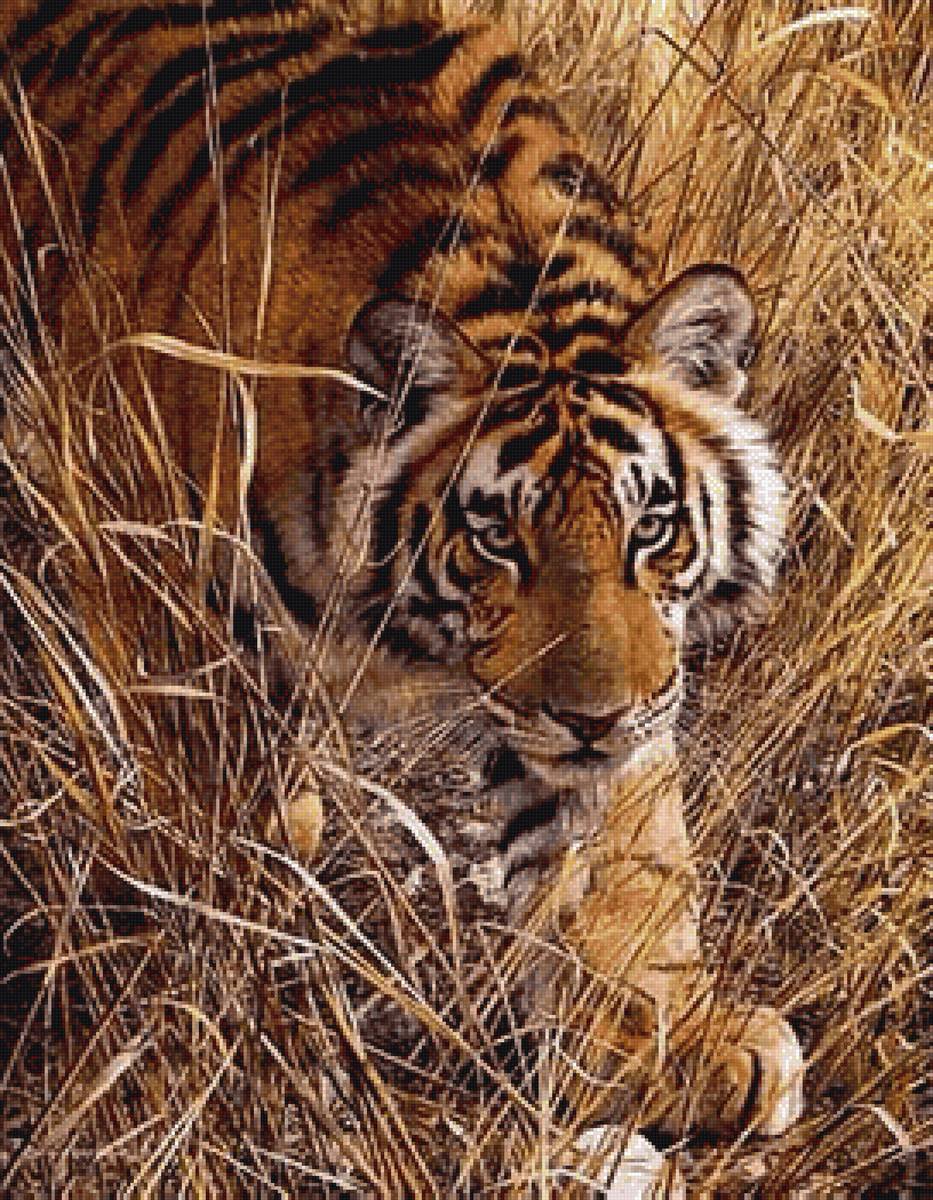 Тигриная поступь - дикие животные, тигр - предпросмотр