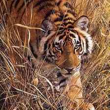 Схема вышивки «Тигриная поступь»