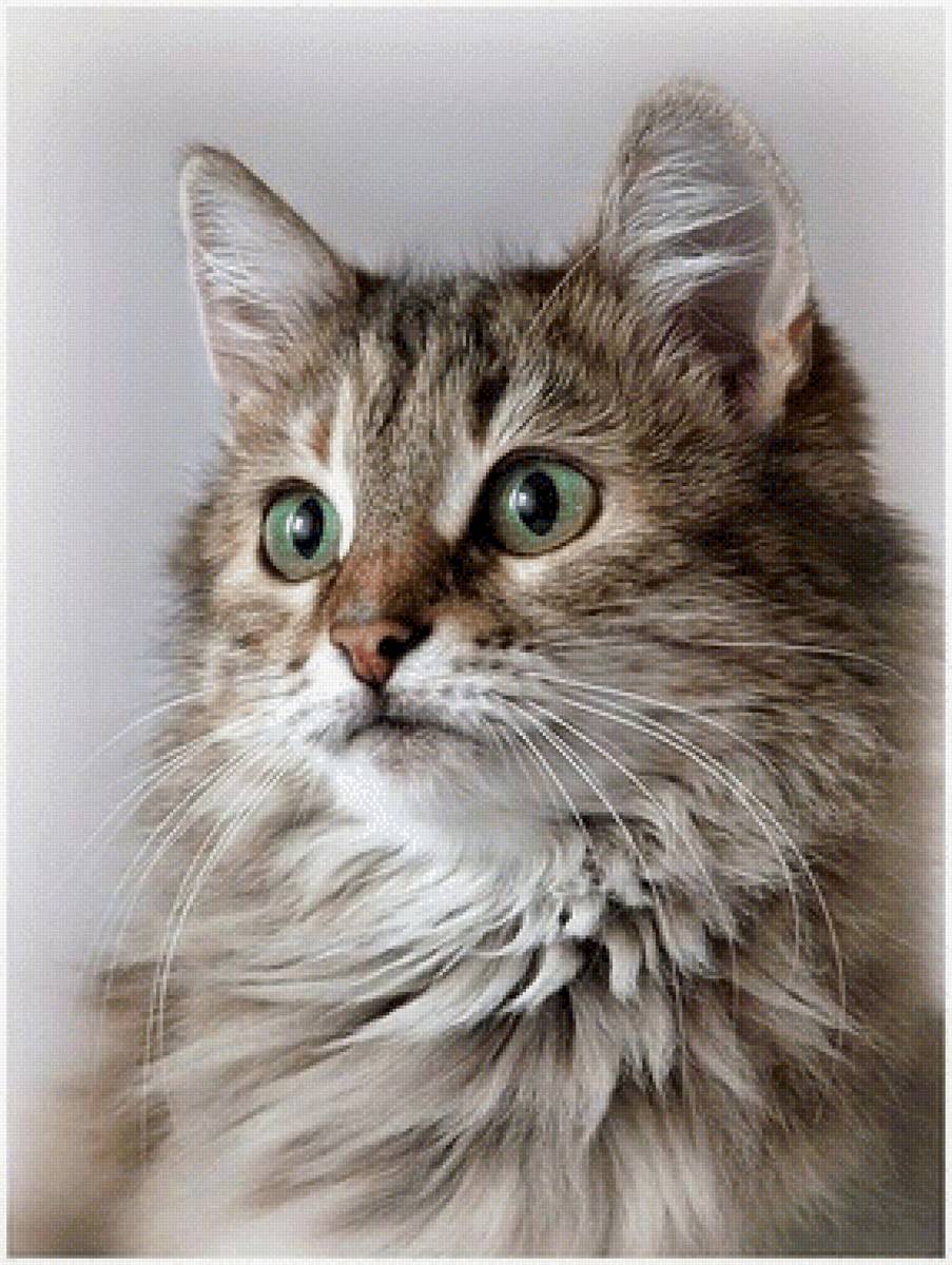 Пушок - кот 🐱 - предпросмотр