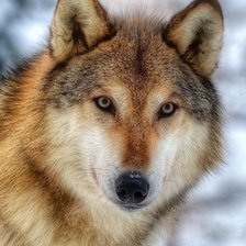 Схема вышивки «Волк»