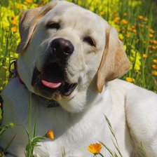 Схема вышивки «Пёс»