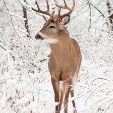 Схема вышивки «№2615059»